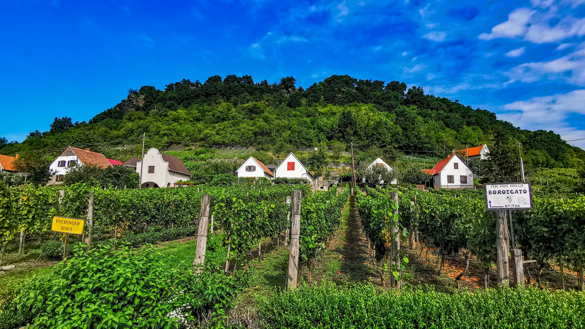 Somló- hazánk legkisebb és egyben legkülönlegesebb borvidéke: itt készül a királyok bora